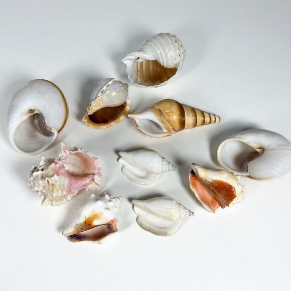 Lot of 10 Sea Shells - Various shapes and sizes - Picture 7 of 12